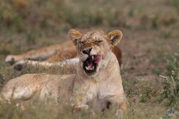 Animal
