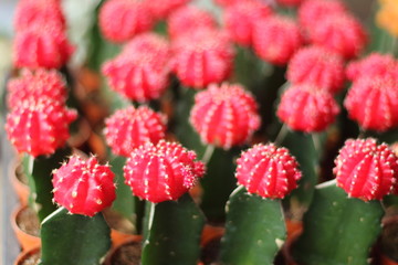 The globular cactus with a red top.