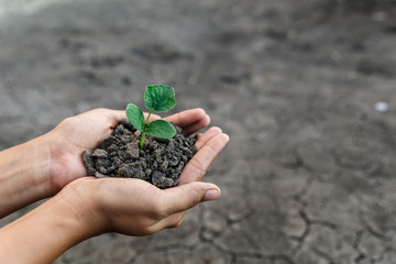Hand holding and protect little green plant in soil over dry and crack soil because no water long time at here.