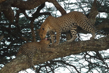 Obraz premium Animal