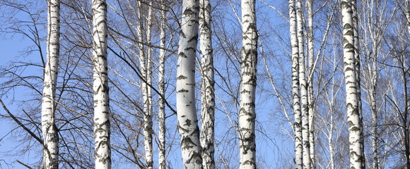 Obraz premium Trunks of birch trees against blue sky, birch forest in sunlight in spring,birch trees in bright sunshine