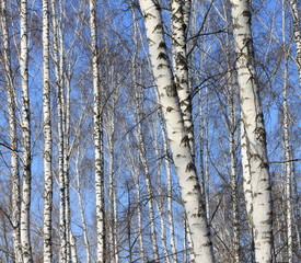 Fototapeta premium Trunks of birch trees against blue sky, birch forest in sunlight in spring,birch trees in bright sunshine