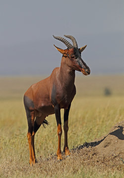 Animal