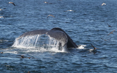 Obraz premium wildlife