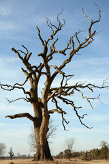 Leafless, dead Rogalin oak against the blue sky