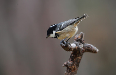 wildlife
