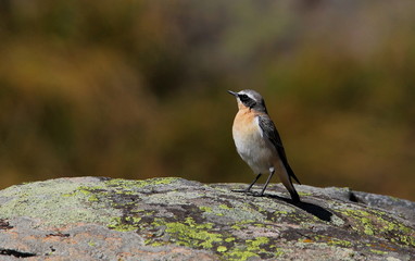 wildlife
