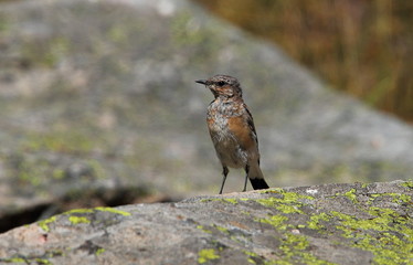 wildlife