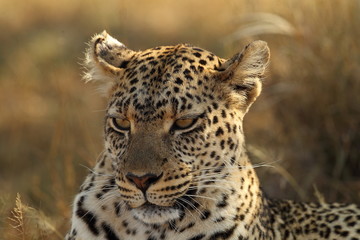 wildlife