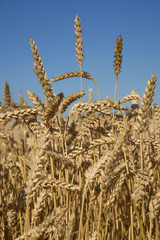 wheat field against the blue sky in details 