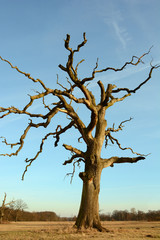 Majestic, dry Rogalin oak against the blue sky