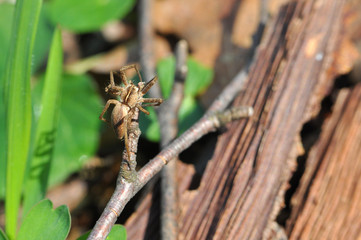 Little spider on a branch on the ground
