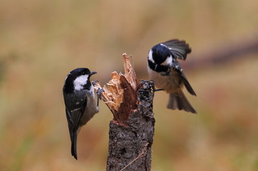wildlife