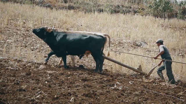 Farmer using bulls to plow a field to cultivate potatoes on Peru.