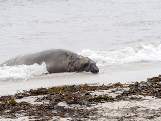 South Elephant Seal, Mirounga leonina relax on the beach, Carcass, Falkland-Malvinas