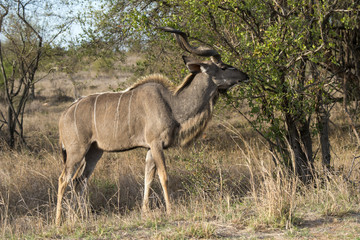 Grand koudou, male, Tragelaphus strepsiceros, Greater kudu, Parc national Kruger, Afrique du Sud