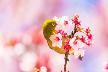 The Japanese White eye.The background is winter cherry blossoms. Located in Tokyo Prefecture Japan.