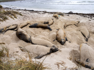 South Elephant Seal, Mirounga leonina relax on the beach, Carcass, Falkland-Malvinas