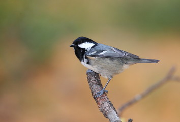 wildlife