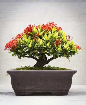 Ixora bonsai in clay pot 