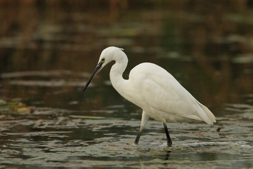 wildlife