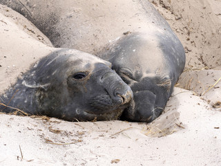 Fototapeta premium South Elephant Seal, Mirounga leonina relax on the beach, Carcass, Falkland-Malvinas