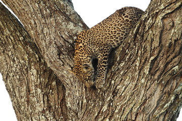 Obraz premium wildlife