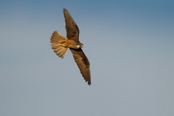 wildlife