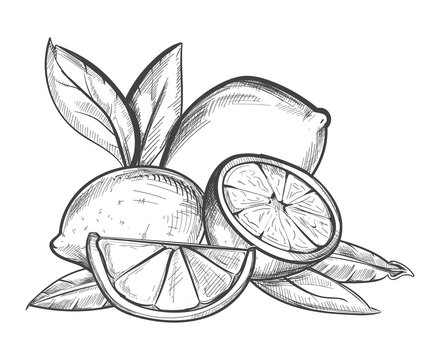 Lemons hand drawn vector illustration in black and white