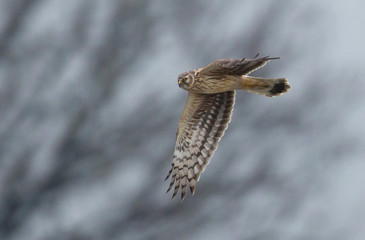 wildlife