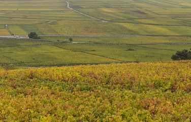 Vineyard Nuits