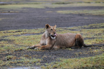 wildlife