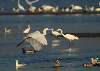 wildlife