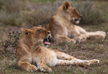 wildlife