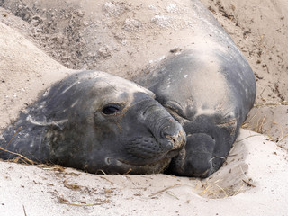 Fototapeta premium South Elephant Seal, Mirounga leonina relax on the beach, Carcass, Falkland-Malvinas
