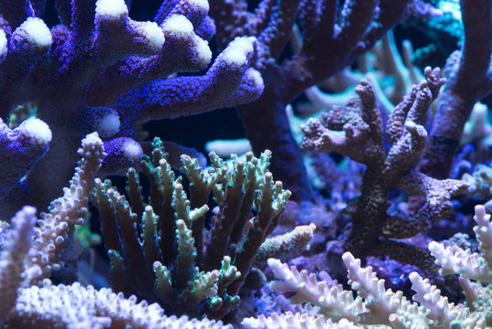 Close up of coral