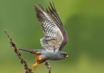 wildlife