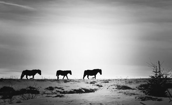 Horses walking on top of snowy mountain. Black and white photography