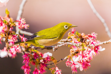 The Japanese White eye.The background is winter cherry blossoms. Located in Tokyo Prefecture Japan.
