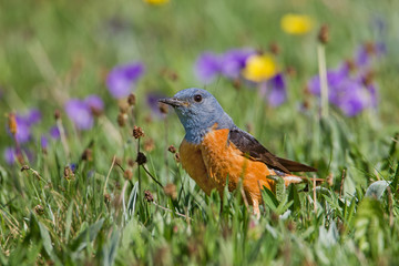 wildlife