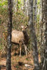 Fallow deer standing in nature