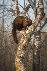 Fisher (Martes pennanti) Turns in Crook of Tree