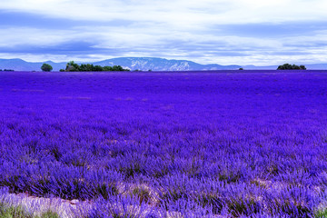 Fototapeta na wymiar Lavender field in the South of France