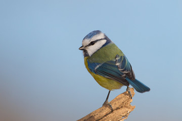 wildlife