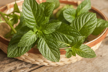 Fresh mint on rustic wooden background