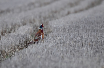 wildlife