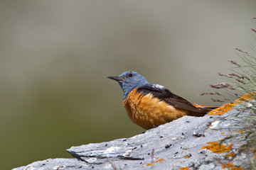 wildlife