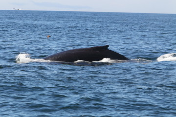 Fototapeta premium wildlife