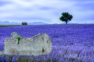 Naklejka na ściany i meble Herbs field in Provence