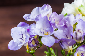 freesia blossoms in purple and white